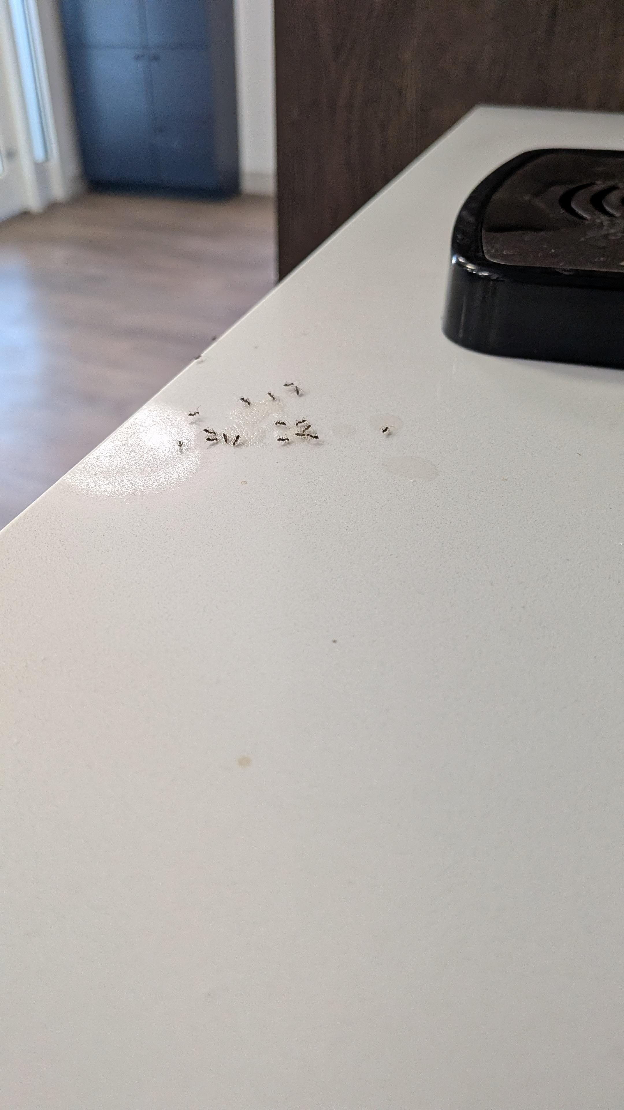 Ants by the lobby coffee machine 