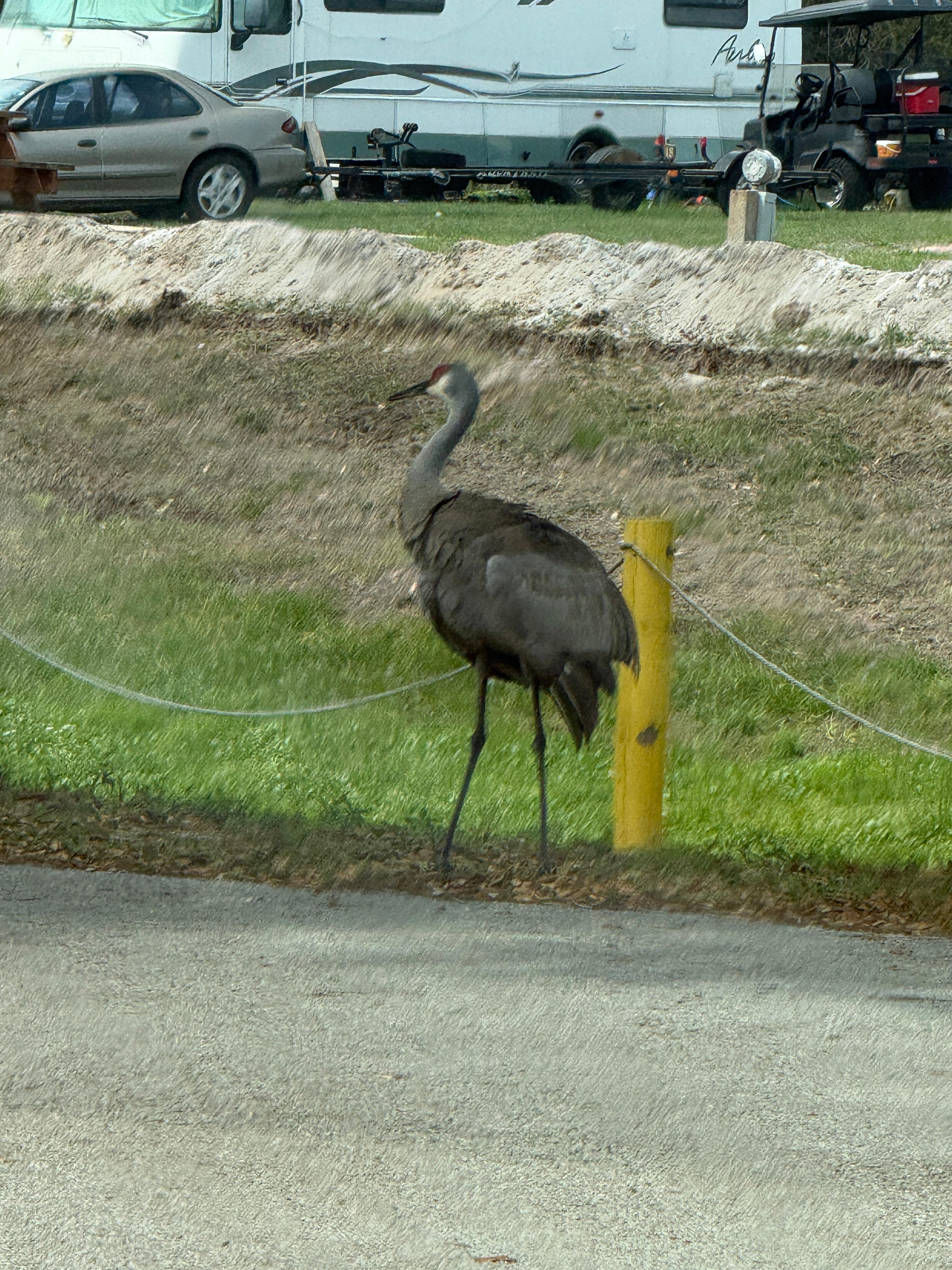 Sand crane frequently around the lodge rooms