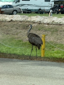 Sand crane frequently around the lodge rooms