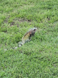 Wildlife