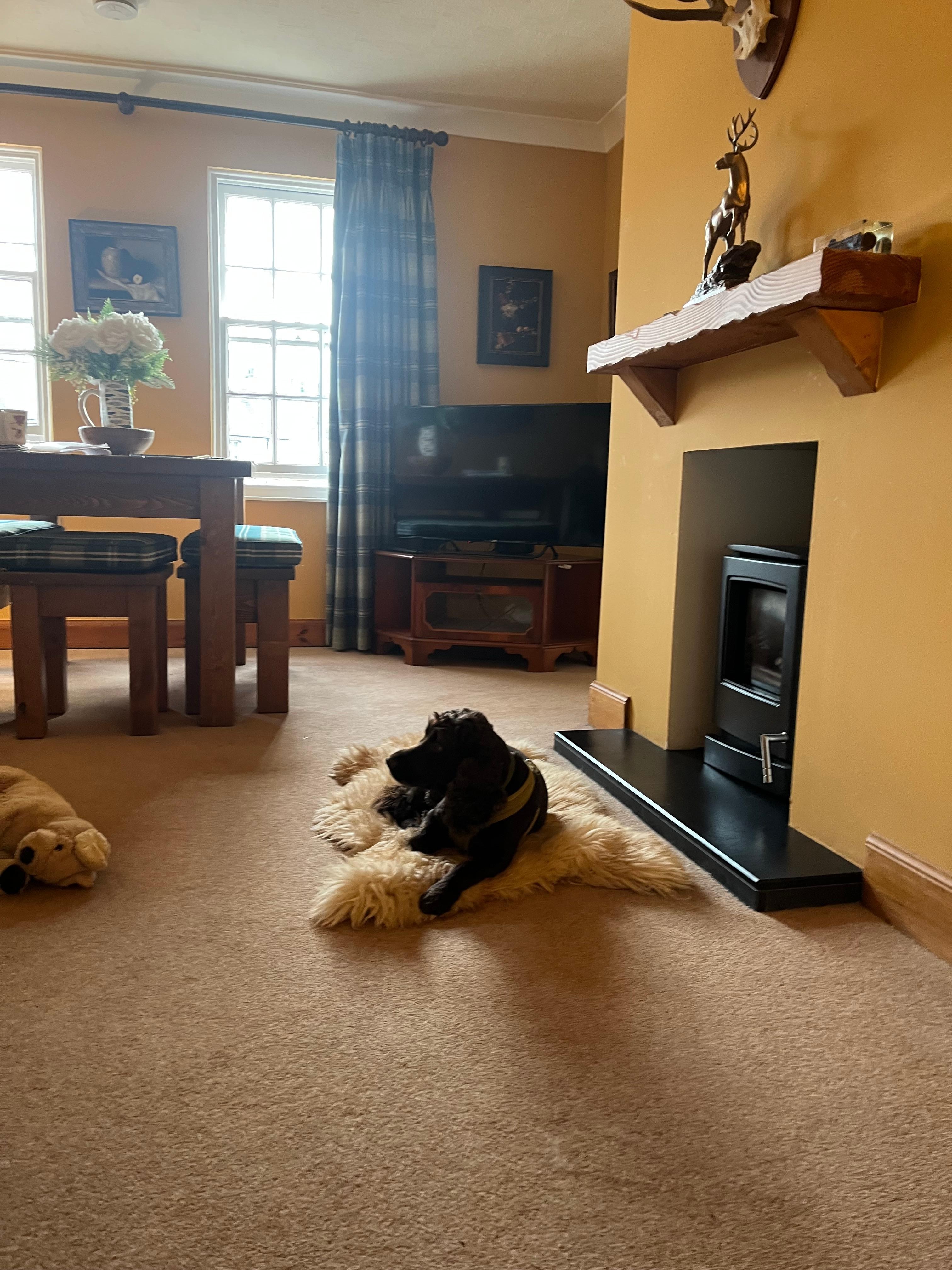 Toots the cocker in the lounge. 