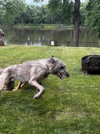 My Irish Wolfhound loved the freedom in the back yard.