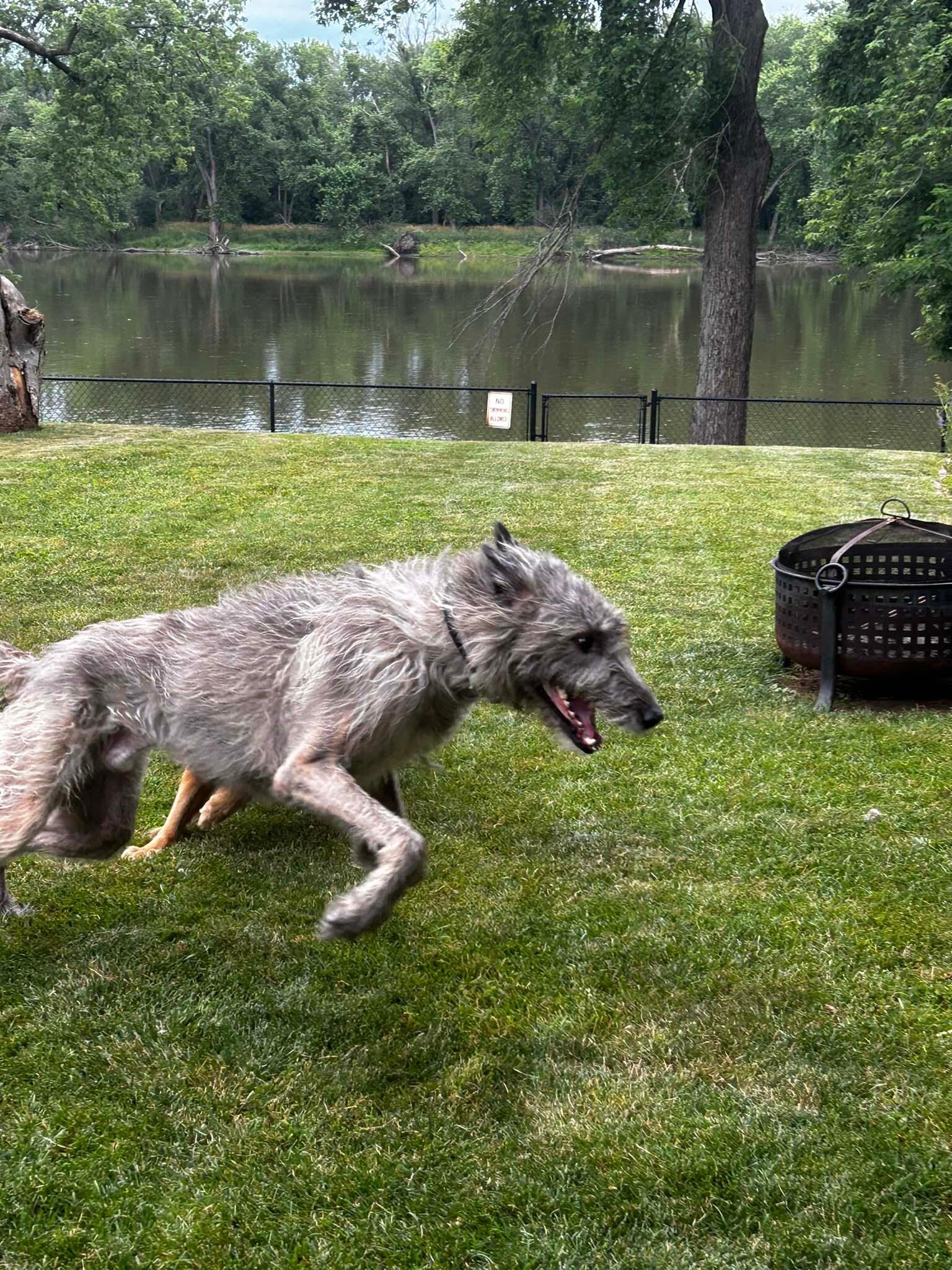 My Irish Wolfhound loved the freedom in the back yard.