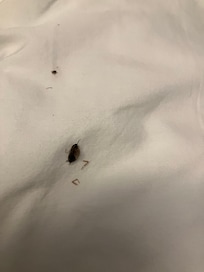 Bugs in bed