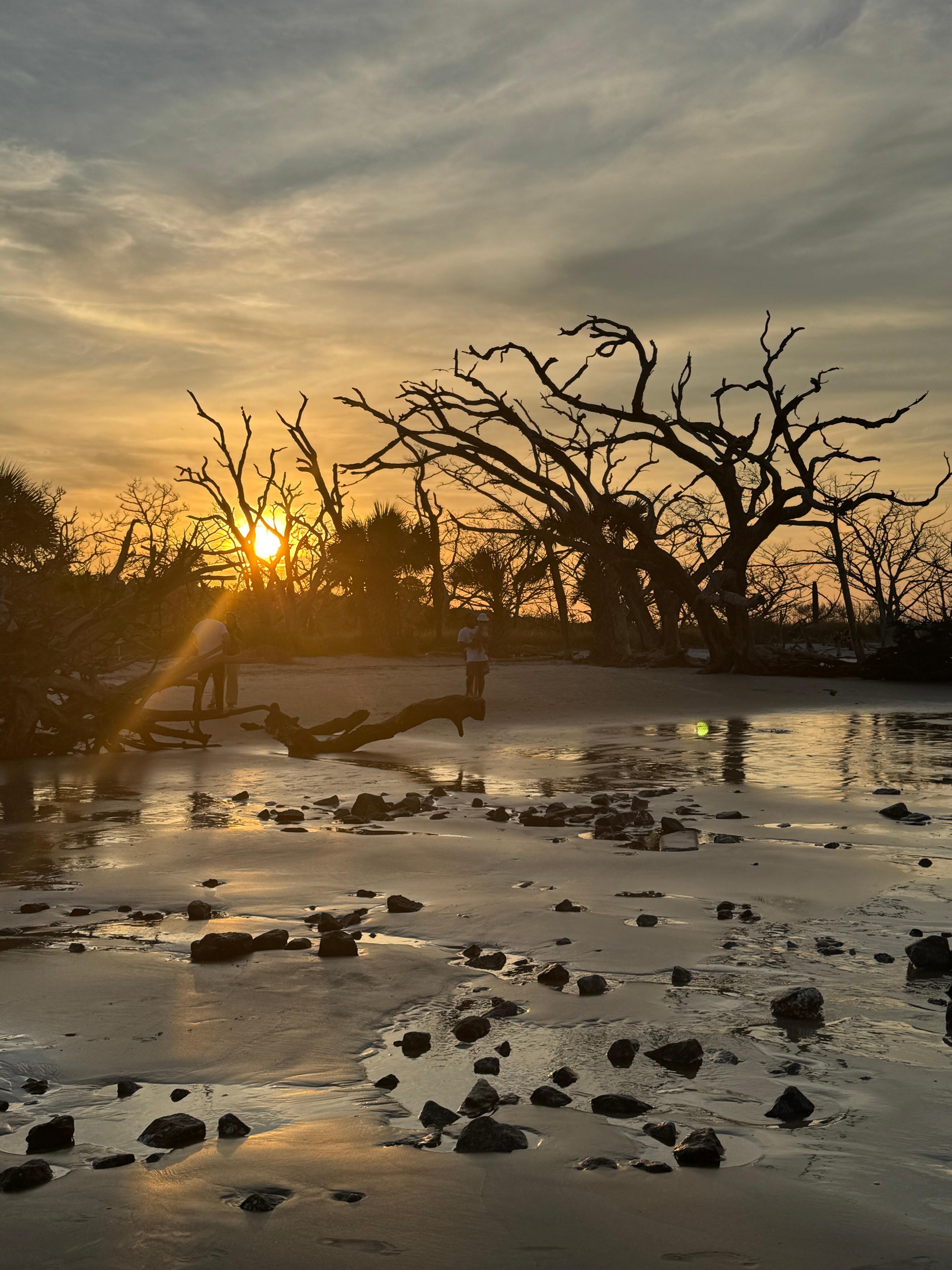 Driftwood beach