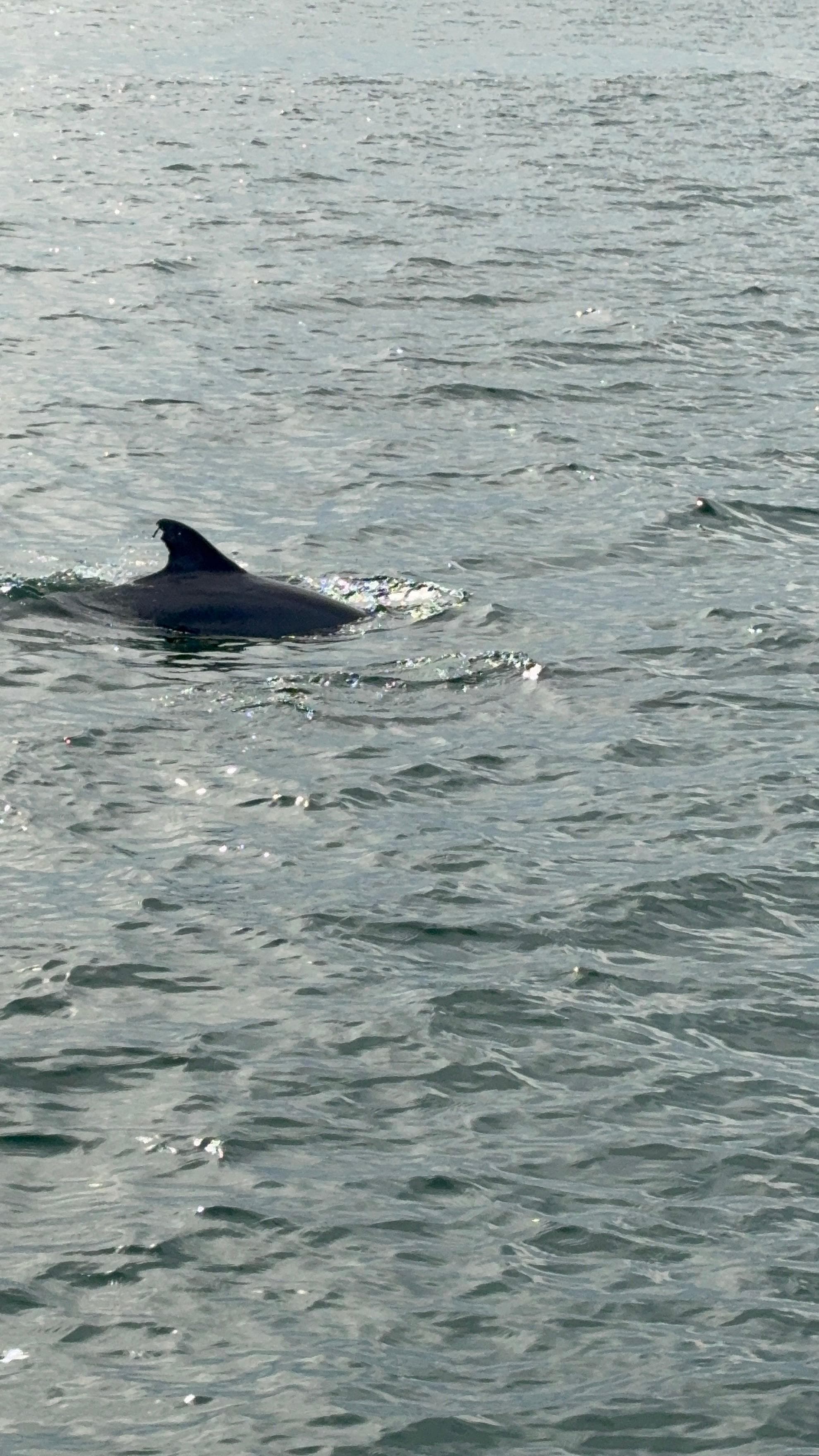 Dolphin cruise 