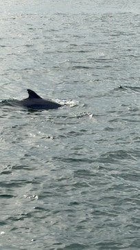 Dolphin cruise