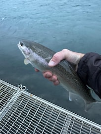 Trout caught off the dock. Such a perk to be able to walk 100 yards and be able to cast a lure in.