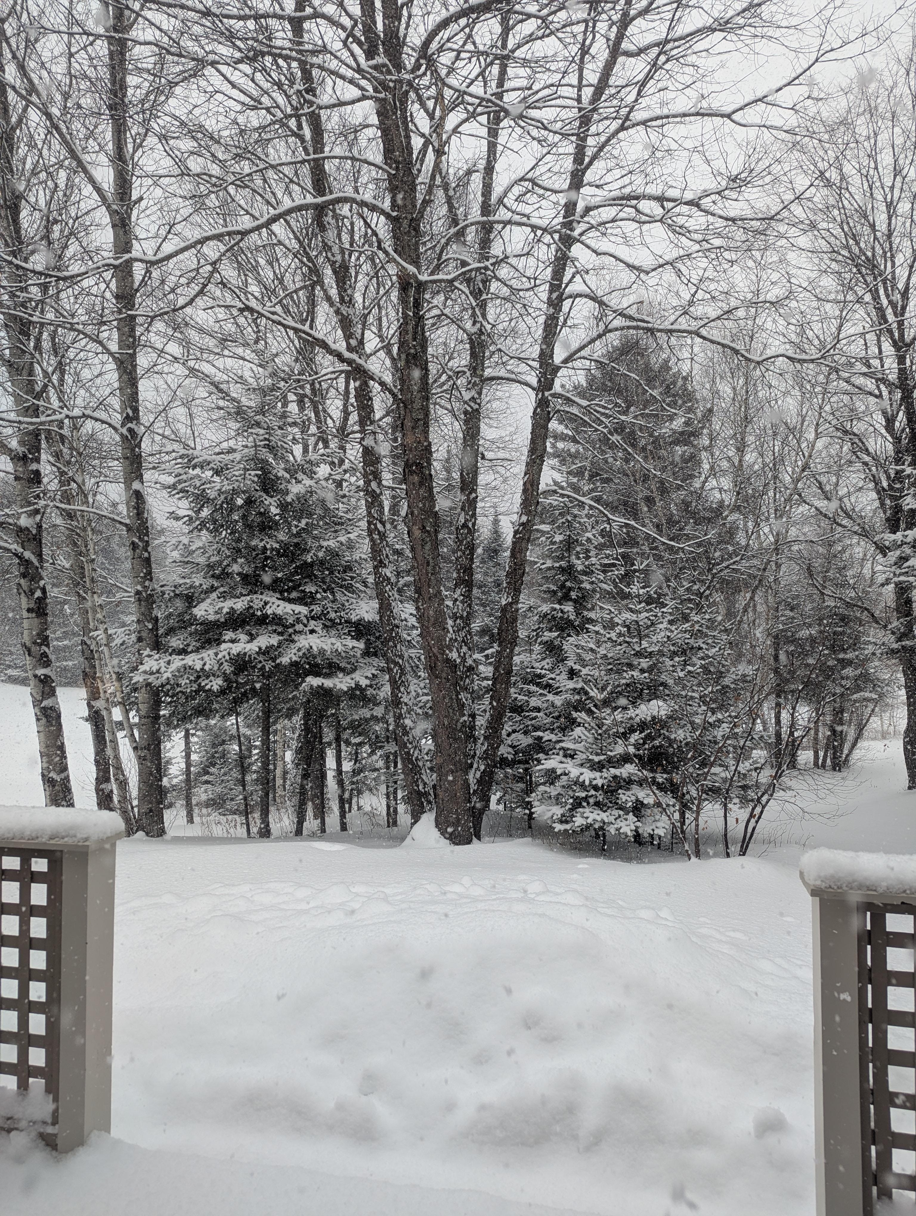 Gorgeous spot in the woods