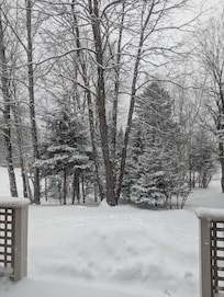 Gorgeous spot in the woods