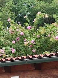 Beautiful blooms