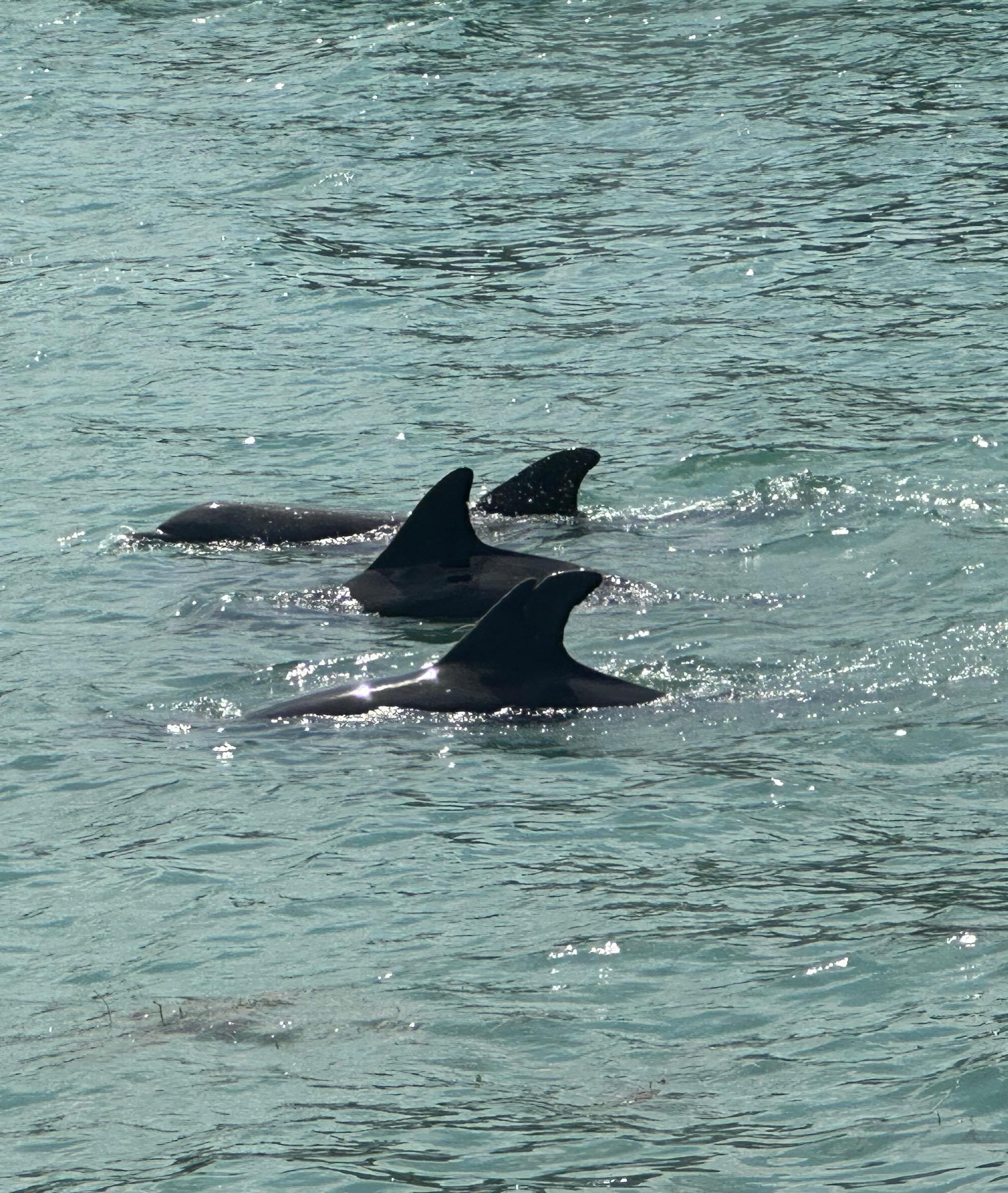 Hubbard’s dolphin tour.  