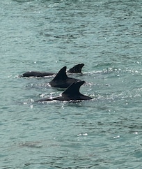 Hubbard’s dolphin tour.