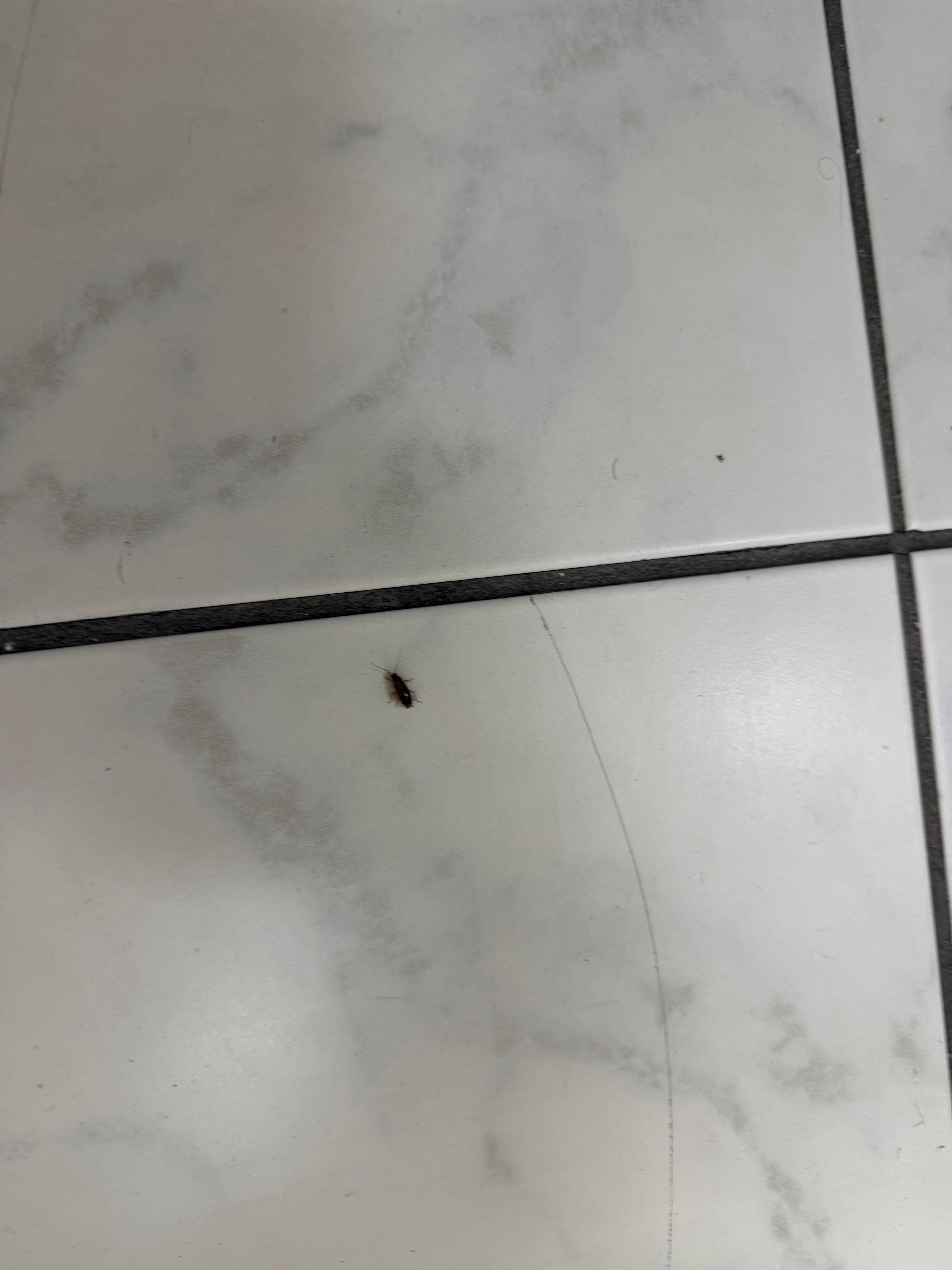 Roach in the bathroom 