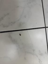 Roach in the bathroom