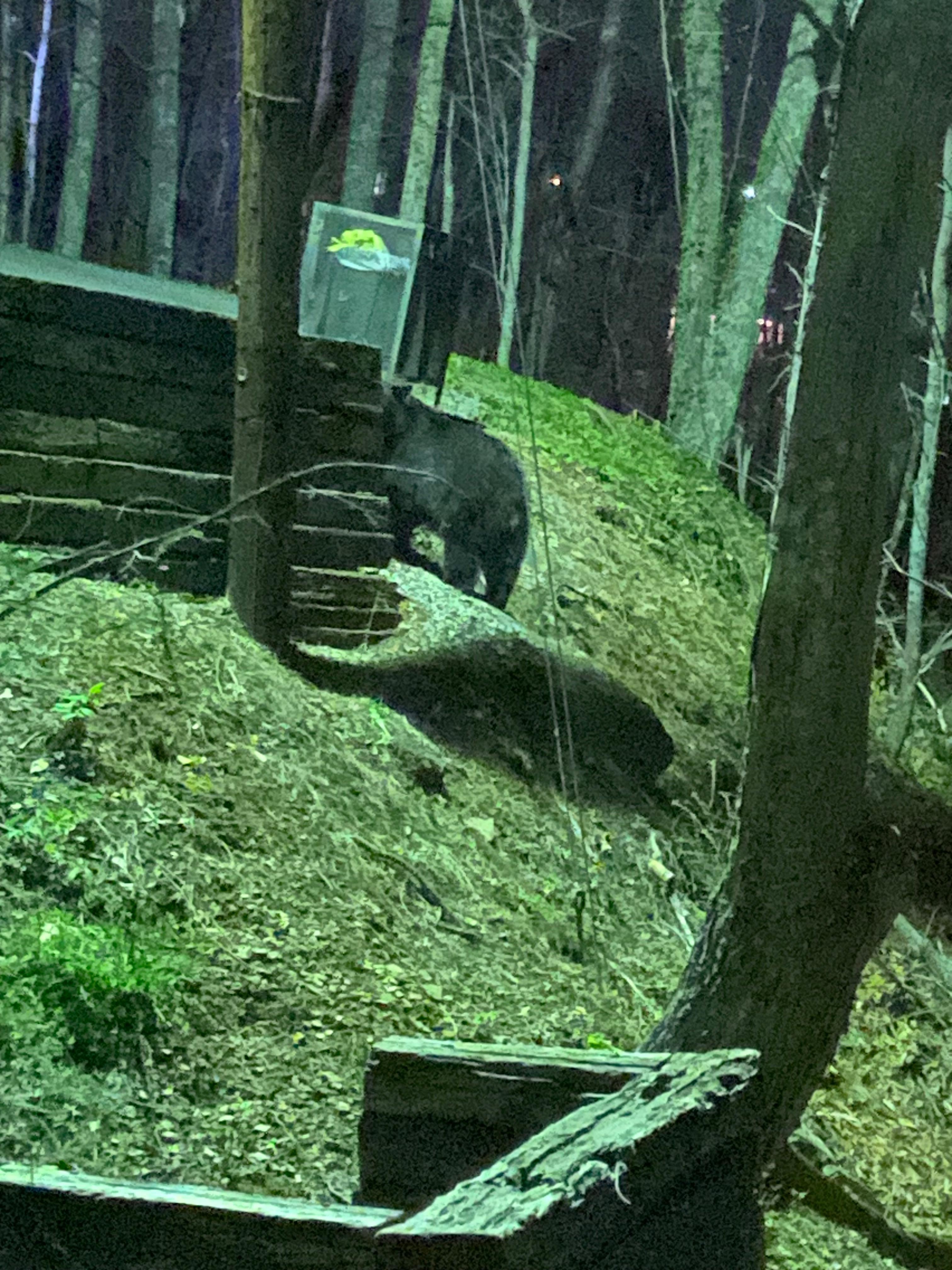 A friendly reminder there bears in the area. He even got in our car but no damage amazingly 