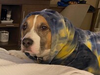 And our boy, Mosey loved it too!