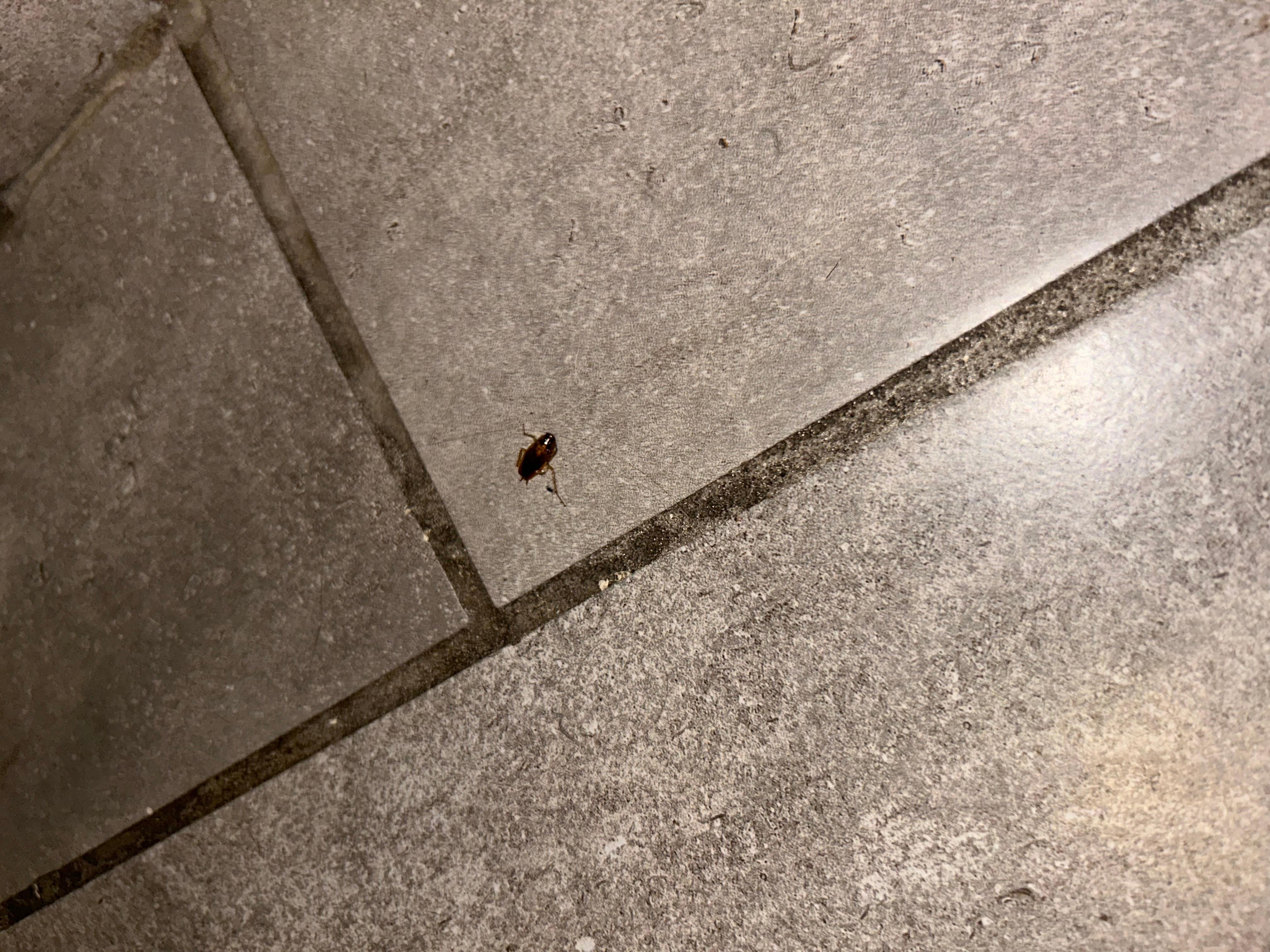 this is a picture of the dead roach my boyfriend killed in the bathroom 