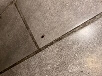 this is a picture of the dead roach my boyfriend killed in the bathroom