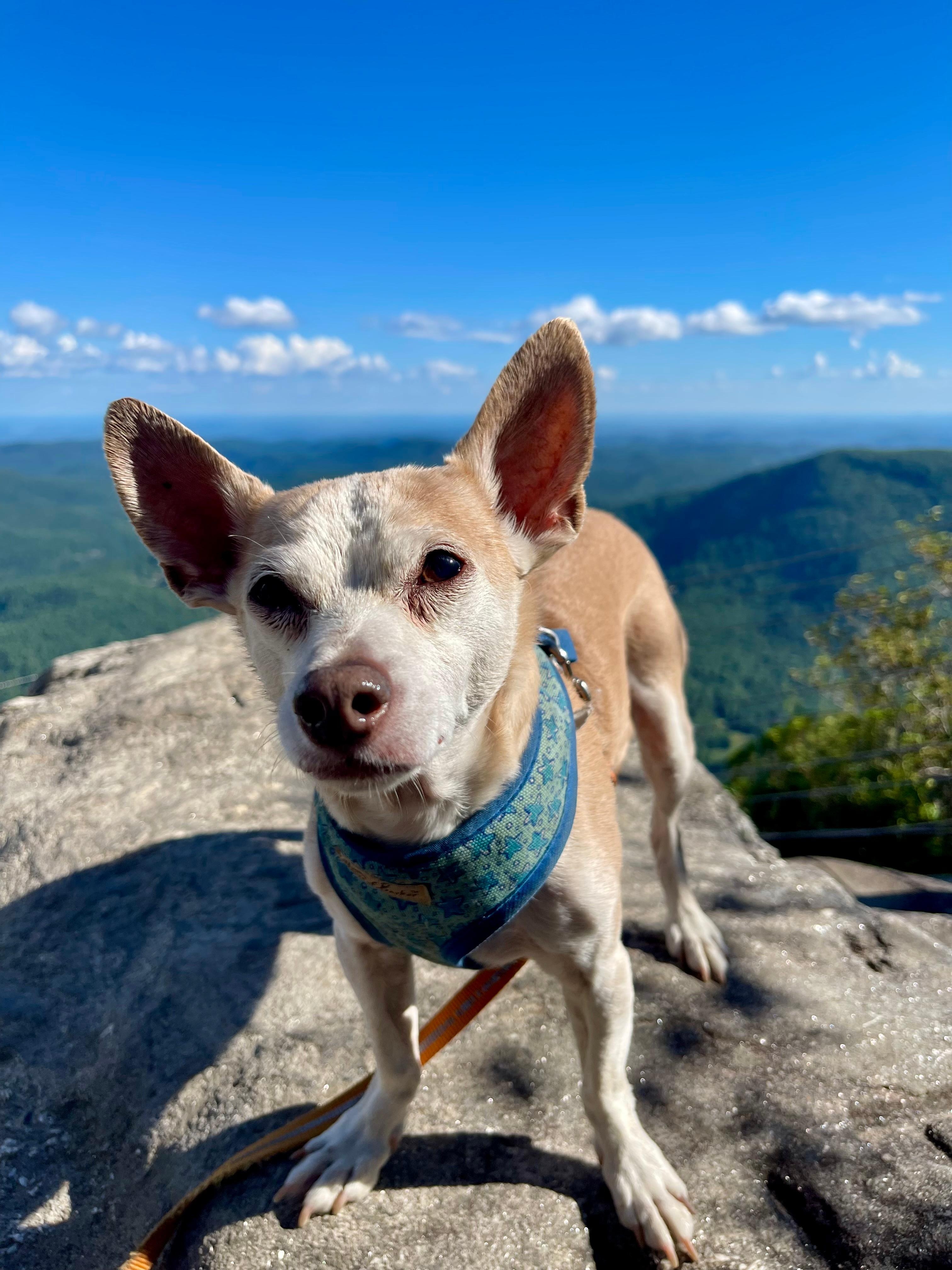 Whiteside mountain trail overlook