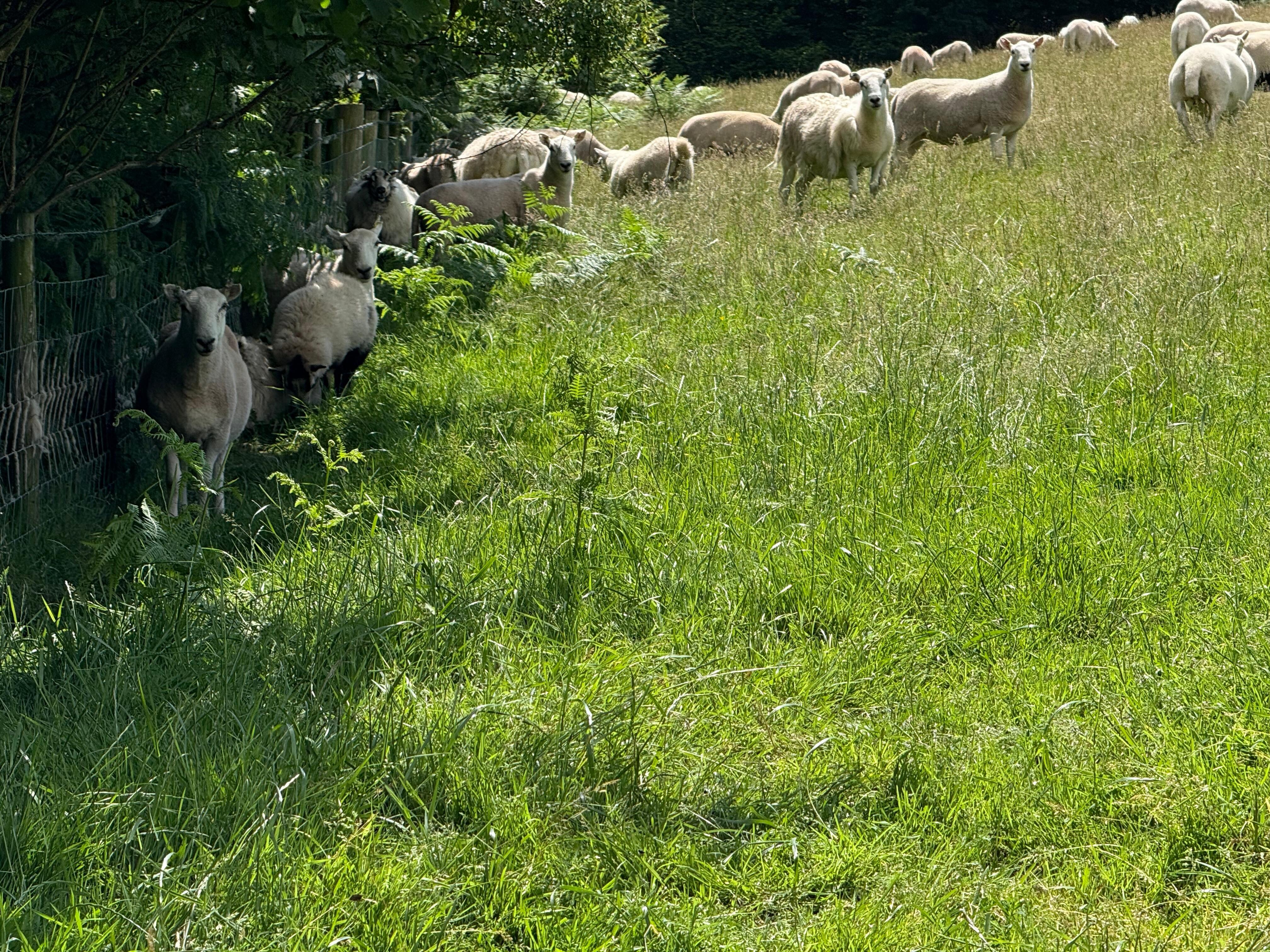 Landleven.