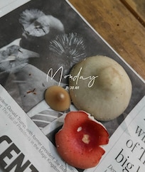 mushroom spore prints