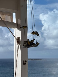 Feed the daily friendly birds with provided sugar from host.