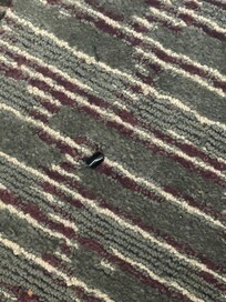 Someone’s false nail completely came off and was just hanging out on the floor