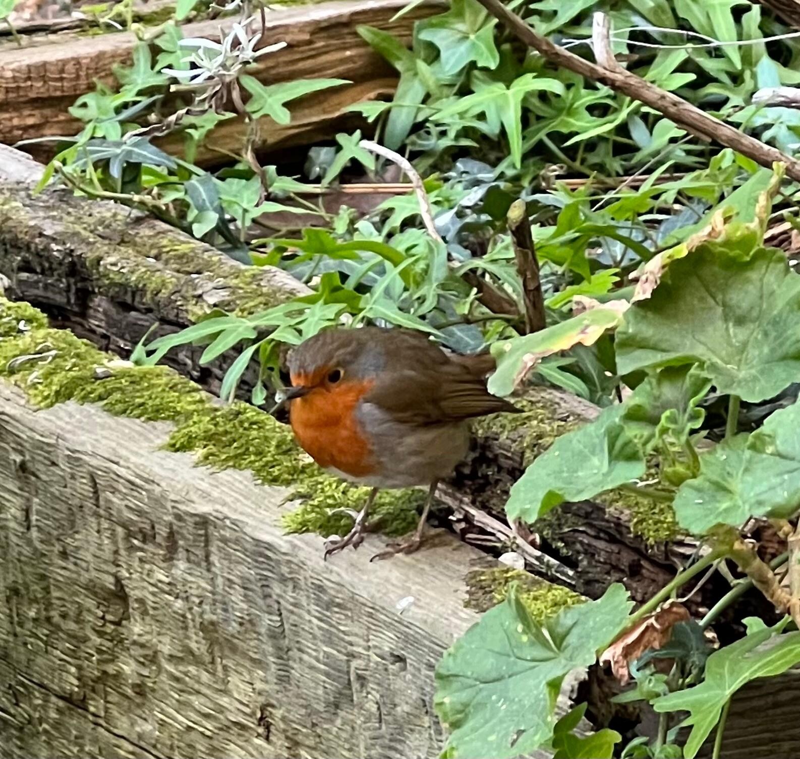 European robin visited every day 