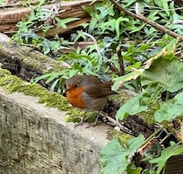 European robin visited every day