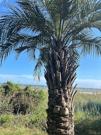 LOVE Palm Trees