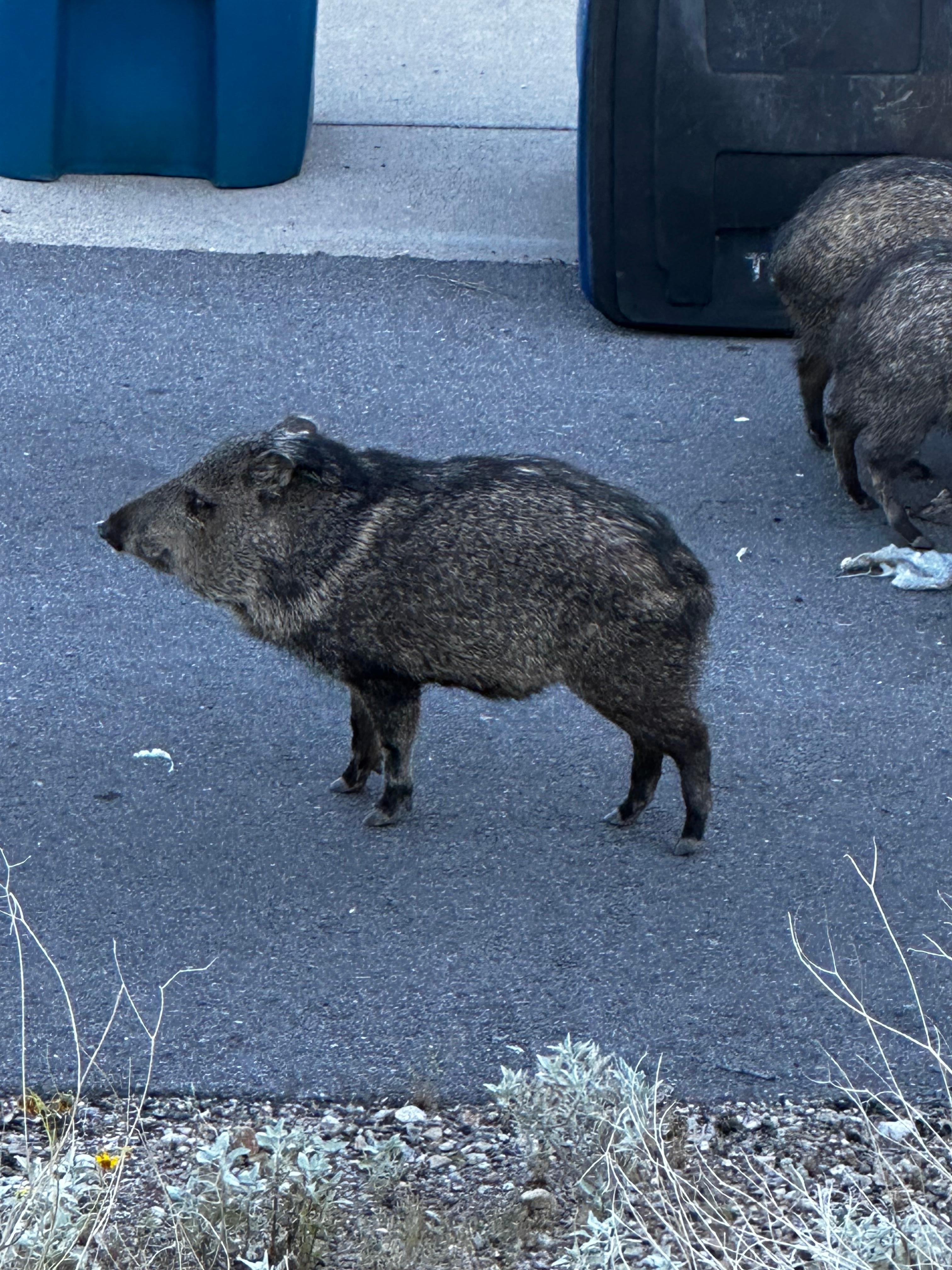 We even got to see some javalinas!