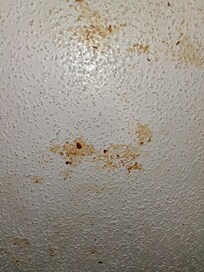 Ceiling