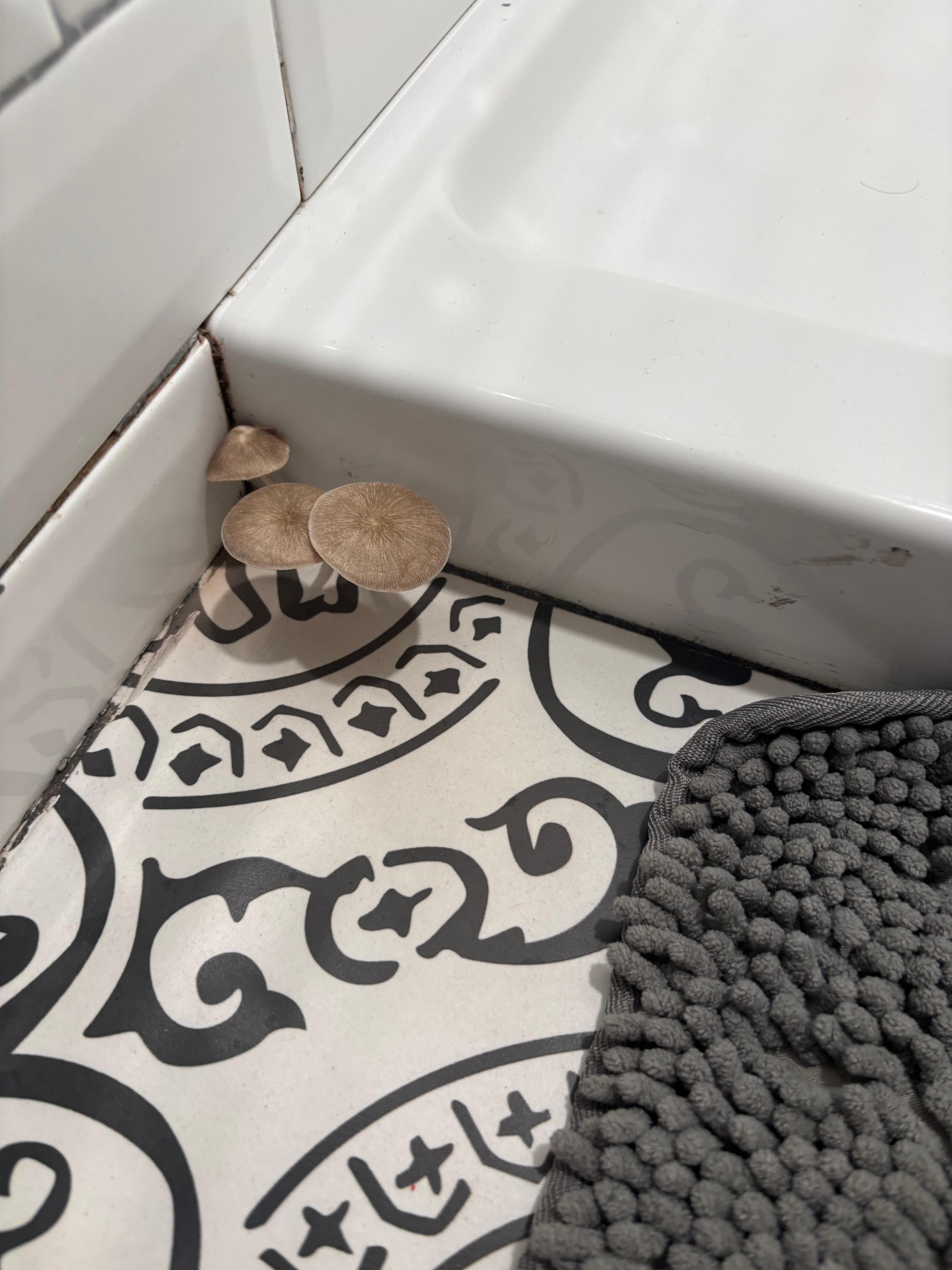 The mushrooms growing 