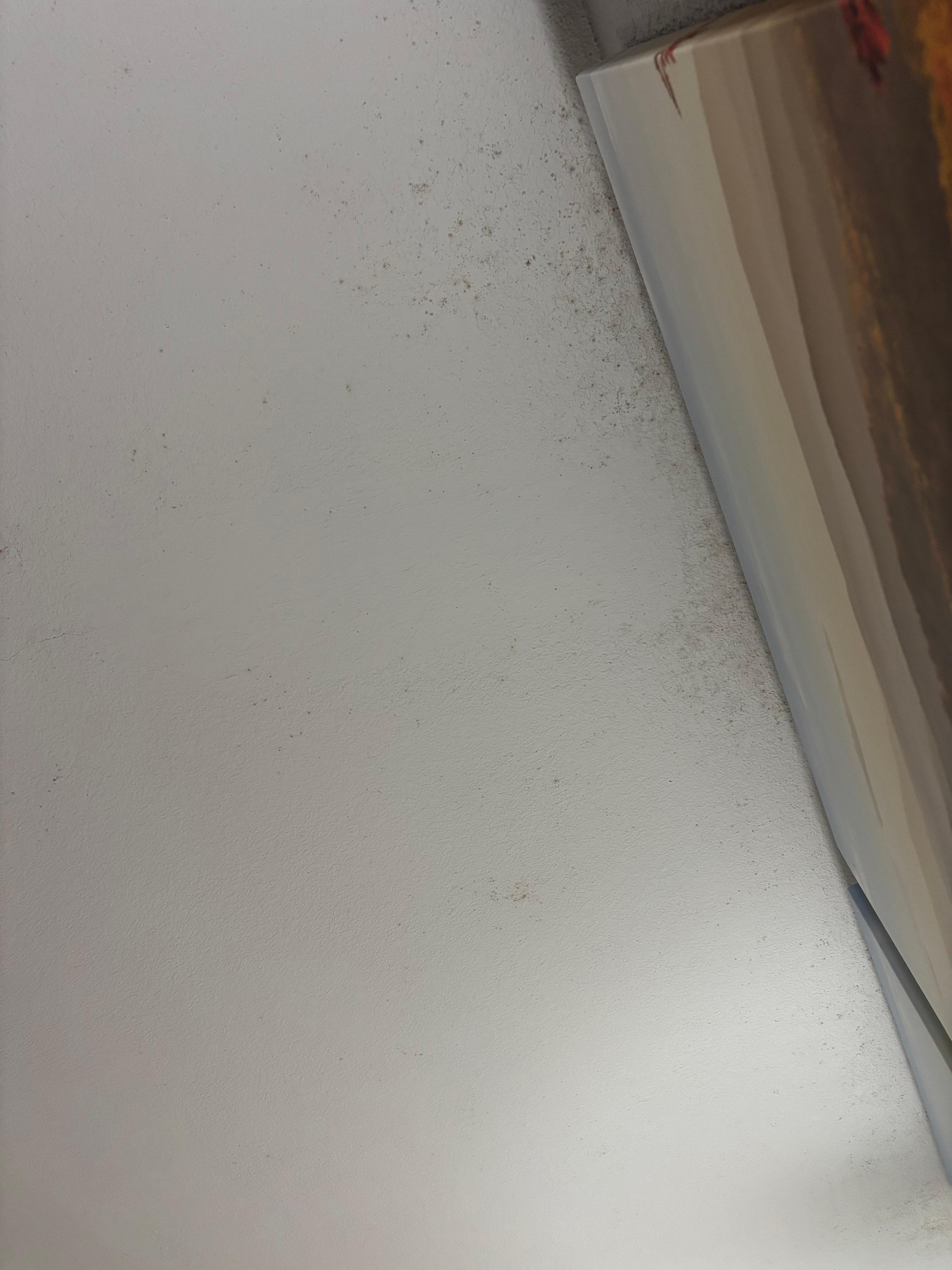 Black Mold on the ceiling. Room smelled like mildew 