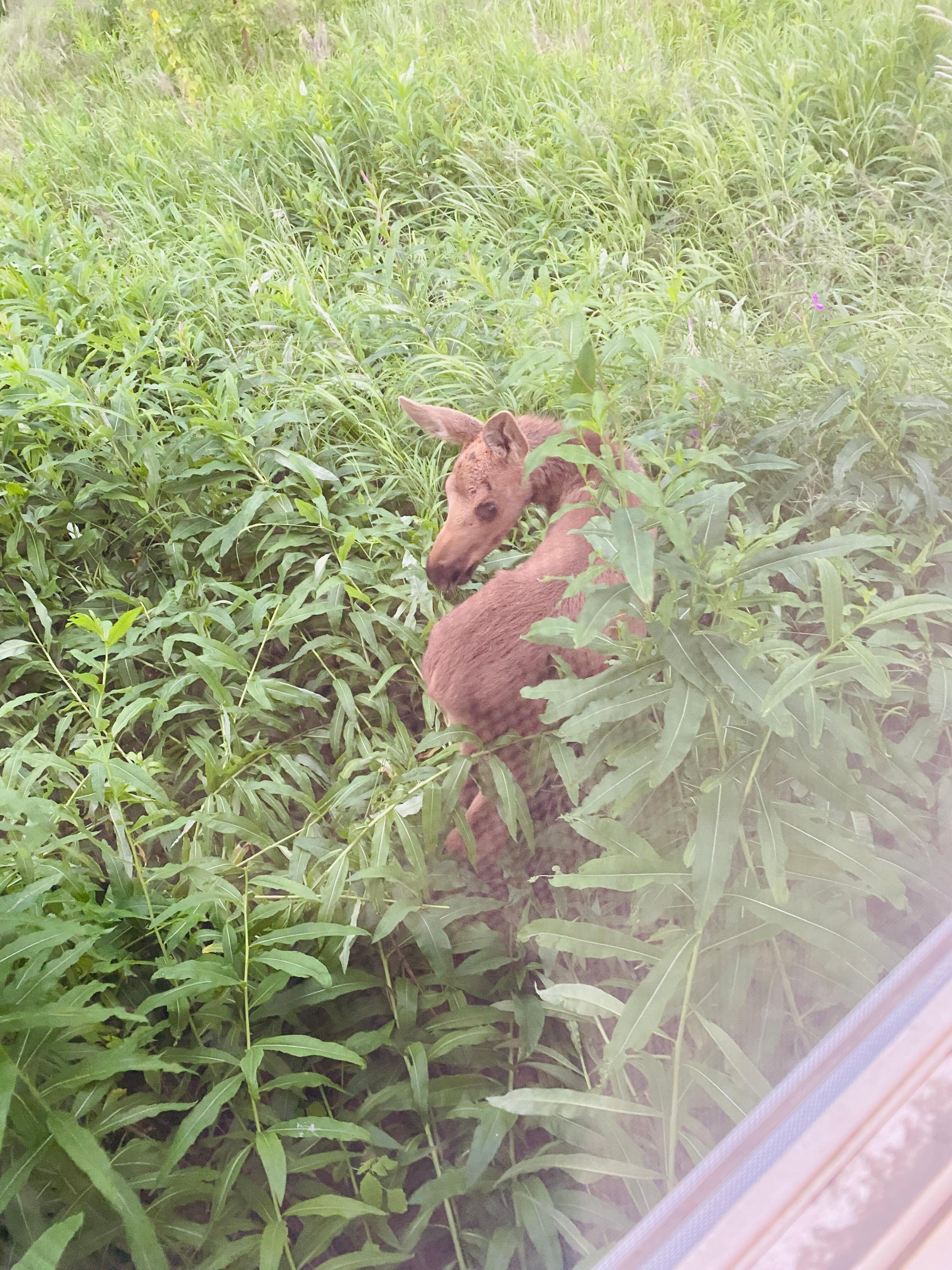 Baby moose that visited in the evening