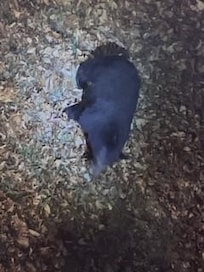 Visitor 1st night from main floor balcony.