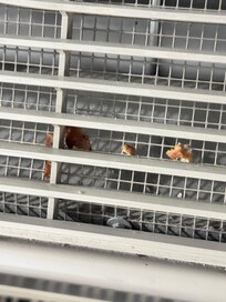 In the vent in the room