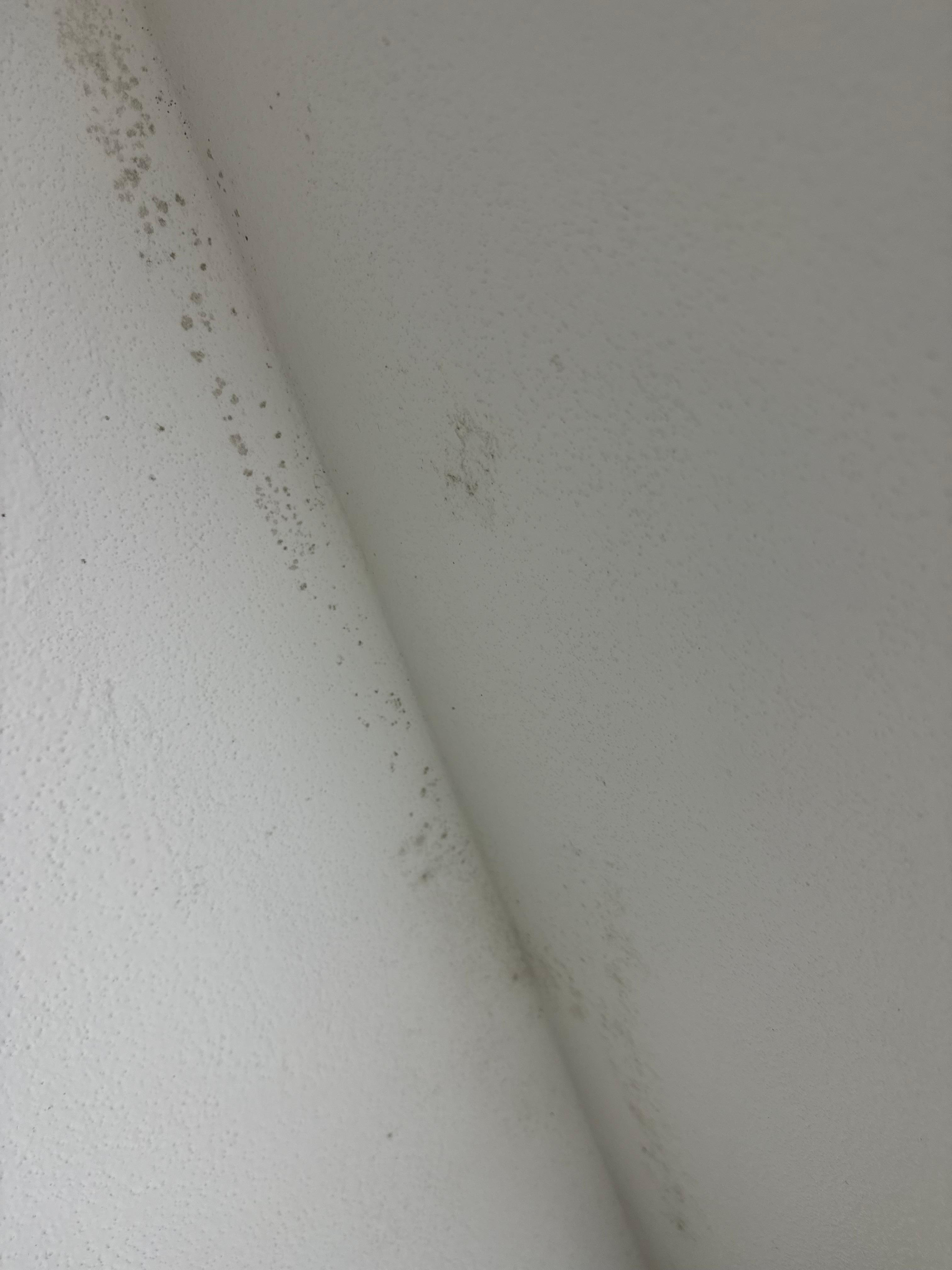 Black mold on the bathroom ceiling 
