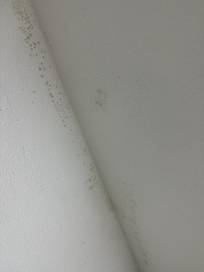 Black mold on the bathroom ceiling