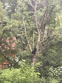 Right from the back porch! We watched him for about an hour.