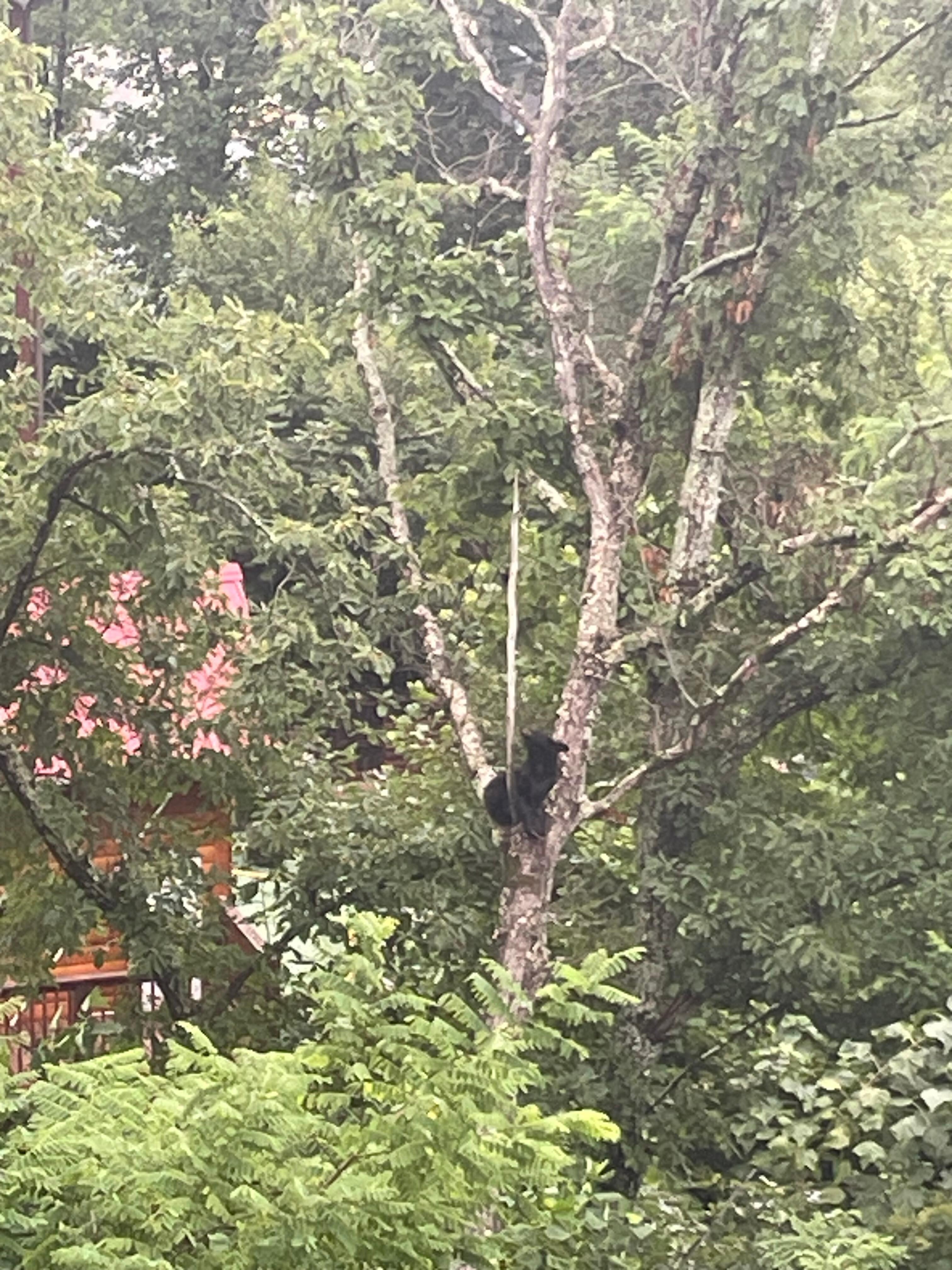 Right from the back porch! We watched him for about an hour. 
