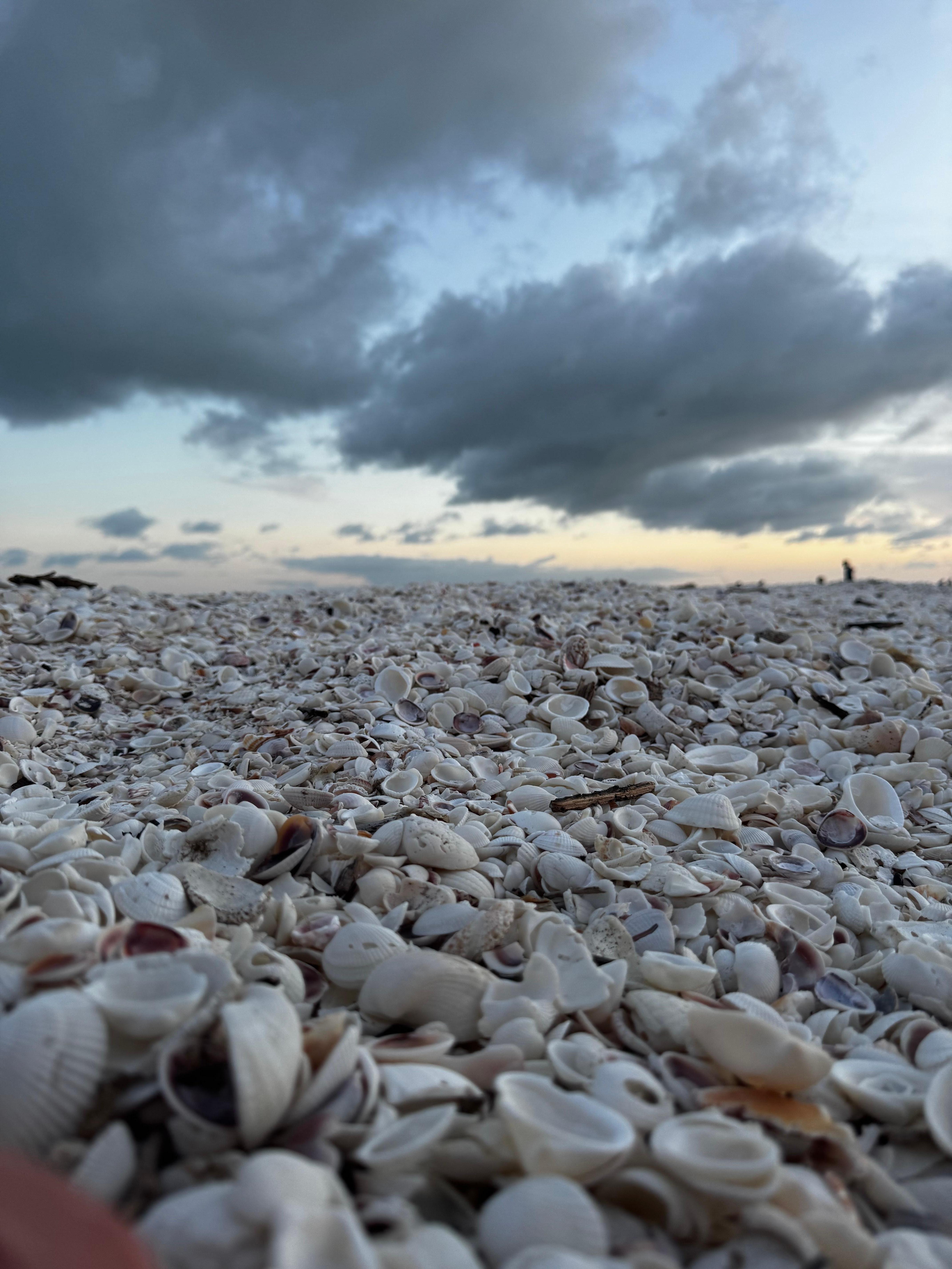 Shells galore 