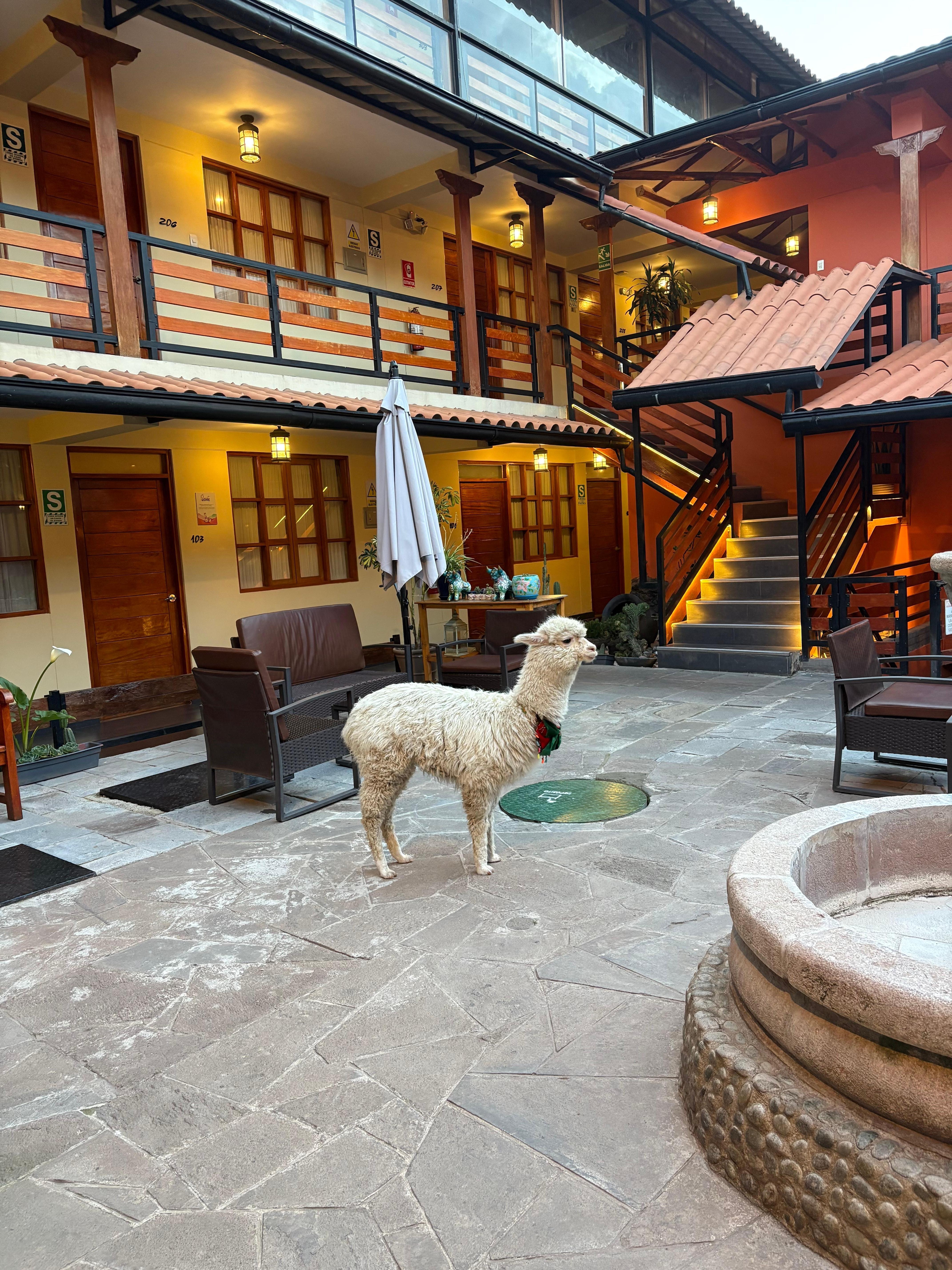 Kiki in the courtyard. She is often loose and likes to chew on things, but doesn’t do any harm. 