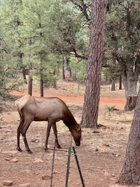 Just one of our many Elk friends that we enjoyed from the patio deck!