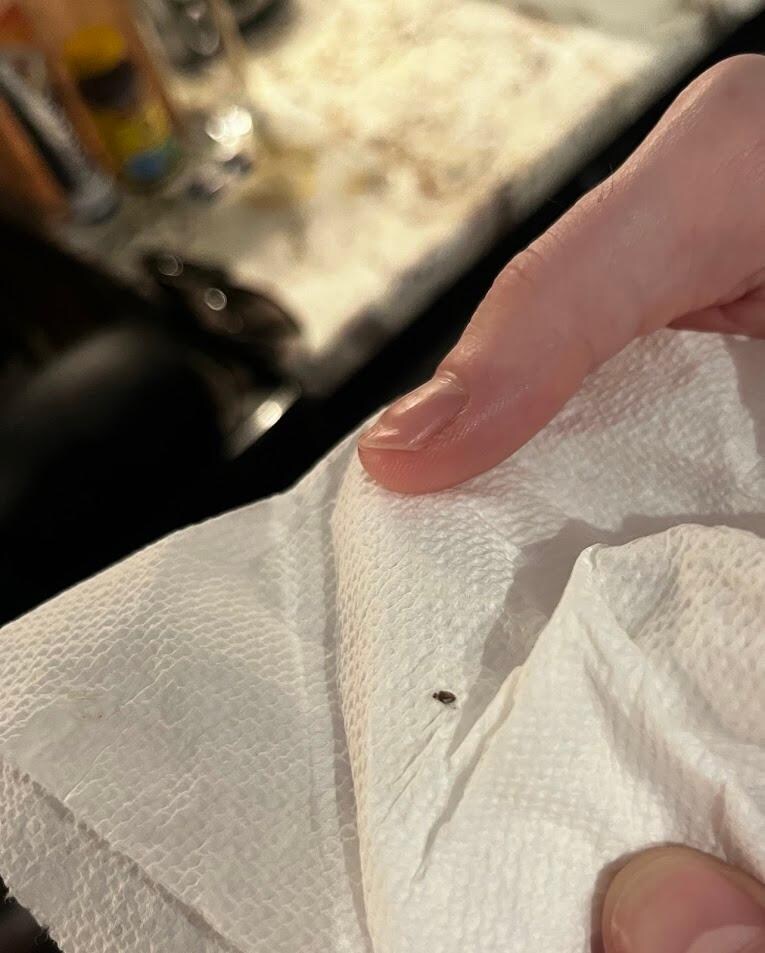 Juvenile bed bug found near the bed in the unit