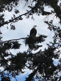 Afternoon visitor in the tree from the deck