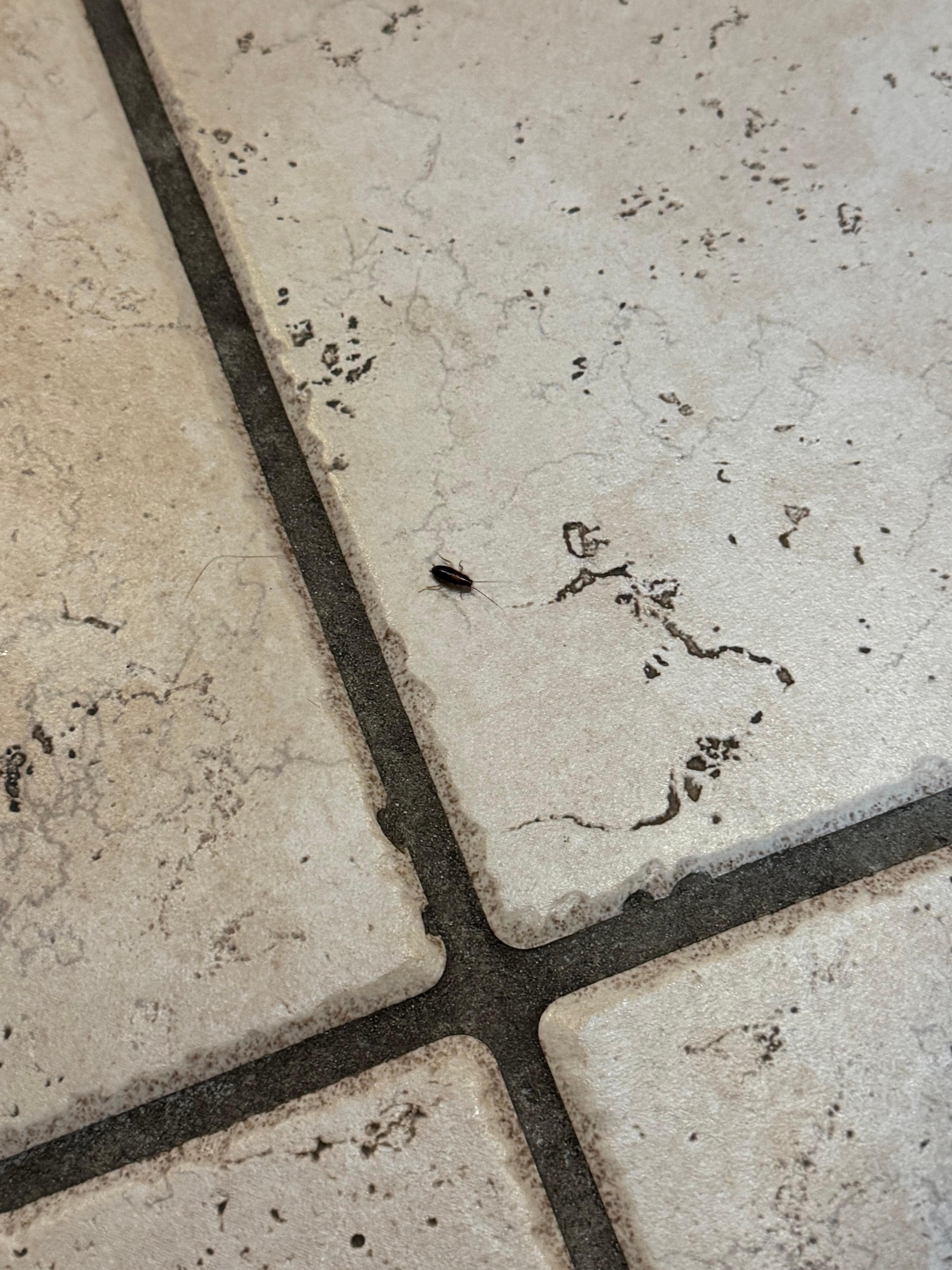 Roach on kitchen floor alive after exterminator came and bombed the cabin and did whatever he needed to do 