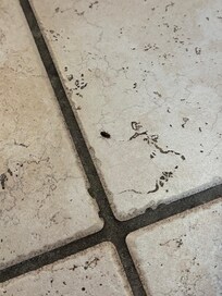 Roach on kitchen floor alive after exterminator came and bombed the cabin and did whatever he needed to do