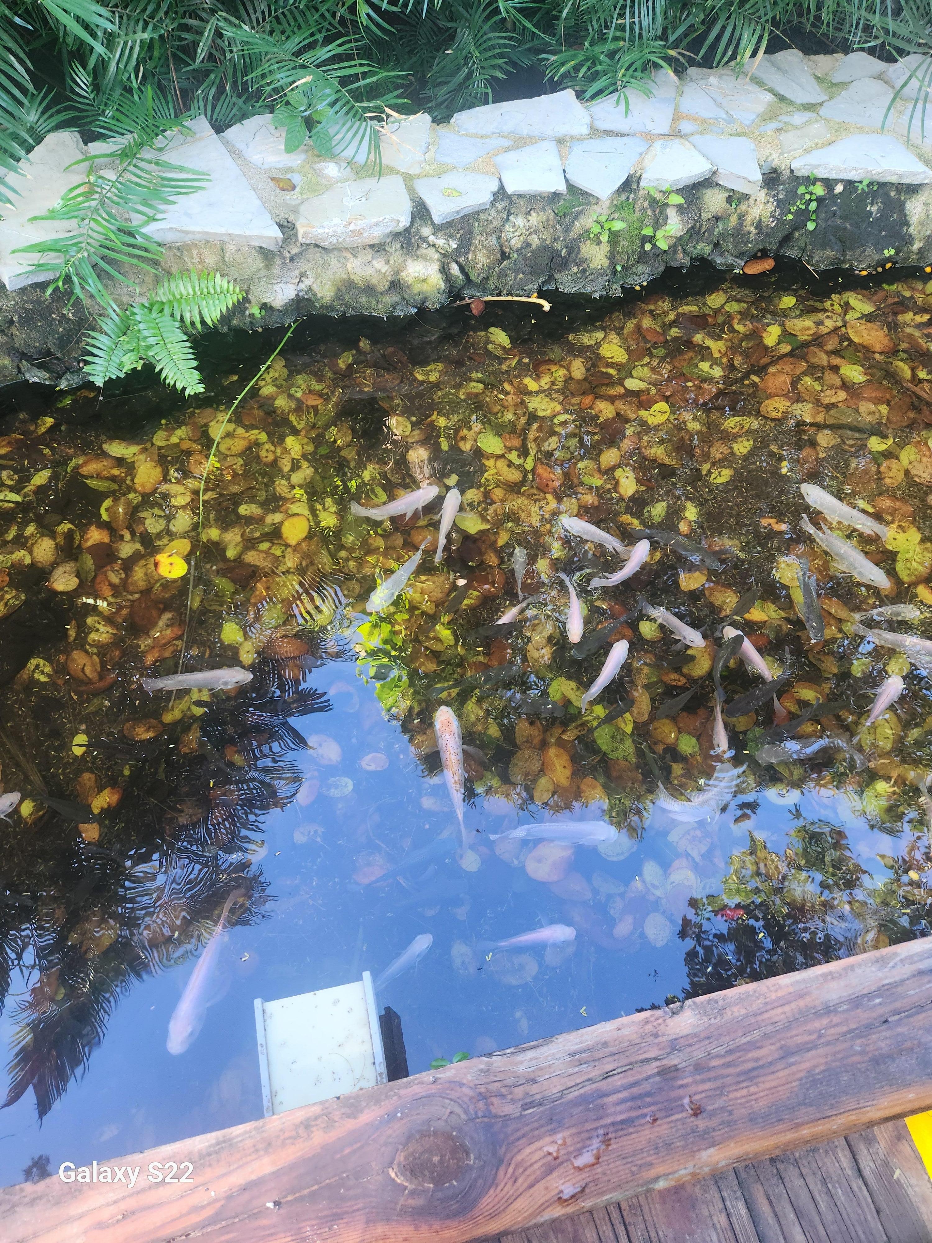 Water under the walkway